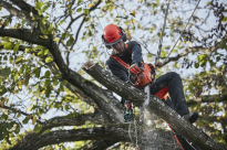 Husqvarna T535i XP Pilarka akumulatorowa łańcuchowa 970716412 970 71 64‑12 nadaje się do przycinania i wycinania