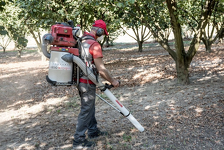 Cifarelli V1200B Odkurzacz do orzechów o pojemności 20 litrów, opróżnianie zbiornika, gdy odkurzacz pozostaje na ramionach operatora