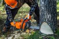 Husqvarna 445S Pilarka spalinowa łańcuchowa 970702015 970 70 20‑15 przeznaczona do wszystkich zadań związanych z pracami leśnymi